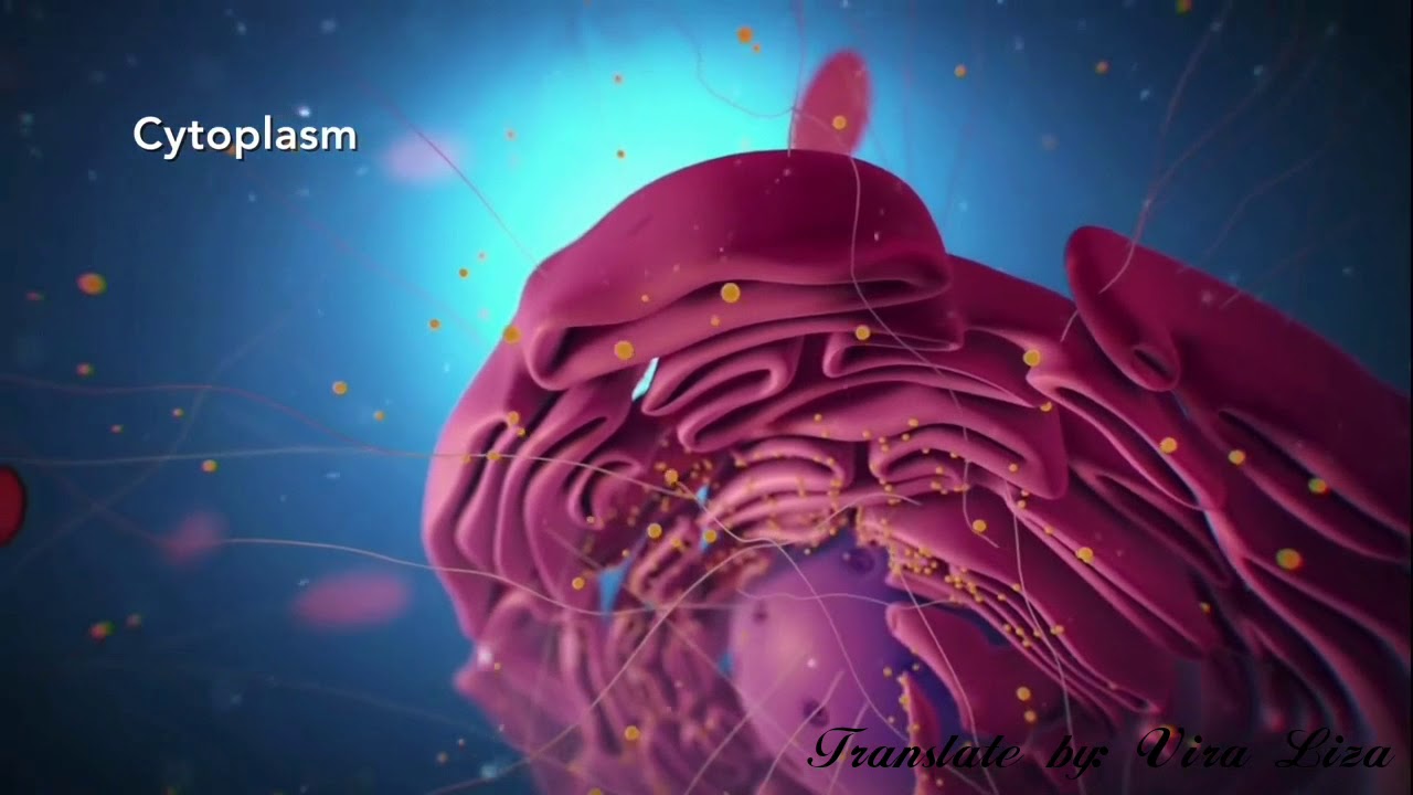 Struktur Sel (Video Pembelajaran Biologi_Trans+Dubbing by Vira Liza/FKIP Biologi UNIB)