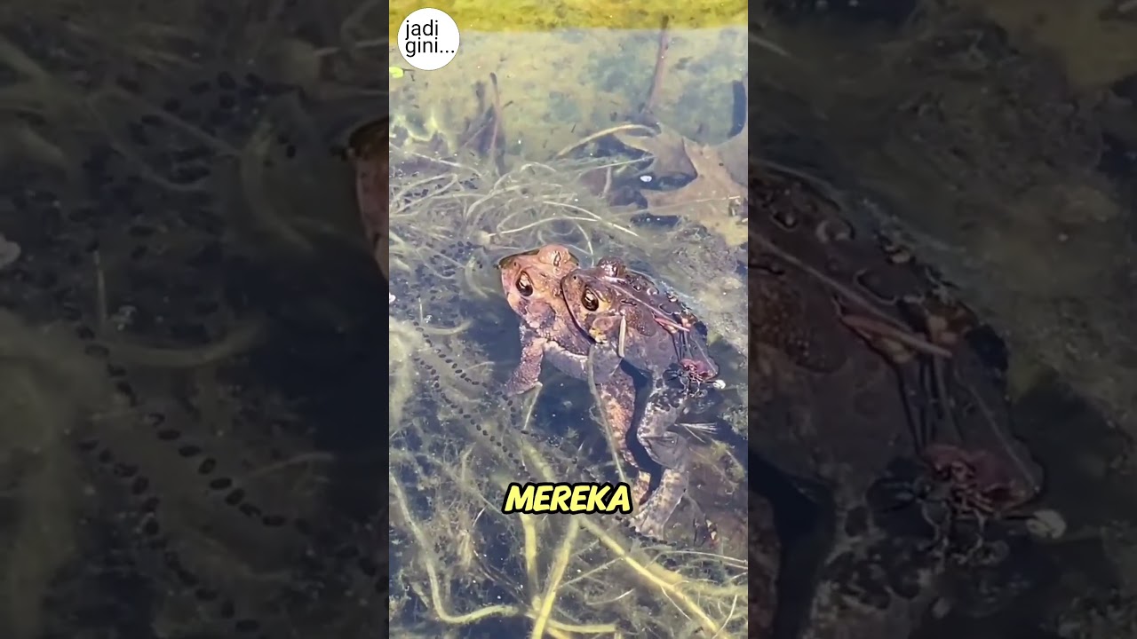 Fakta Unik Katak Betina!