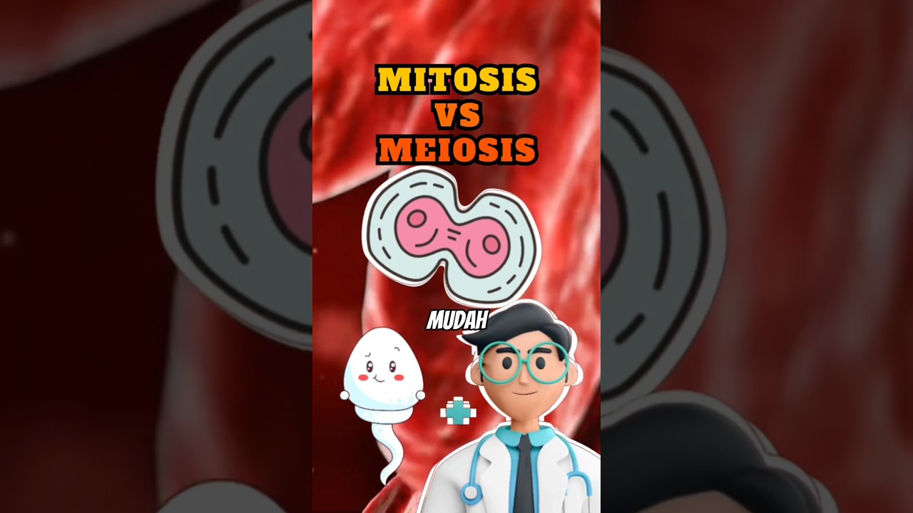 Mitosis & Meiosis ▶️ Pembelahan Sel | Biologi (Kelas 12, Kurikulum Merdeka) 🔬